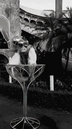 The day before 42 million Americans would lose access to food assistance (SNAP), President Trump hos...